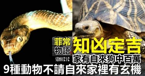 自來龜 代表|9種動物進宅有玄機！自來動物凶定吉？該收留還是送走？看完你。